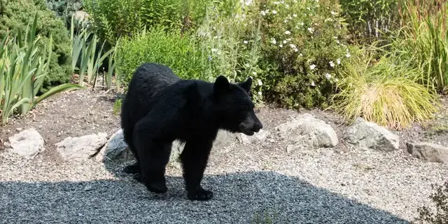 Keeping Bears Out of Your Yard This Summer