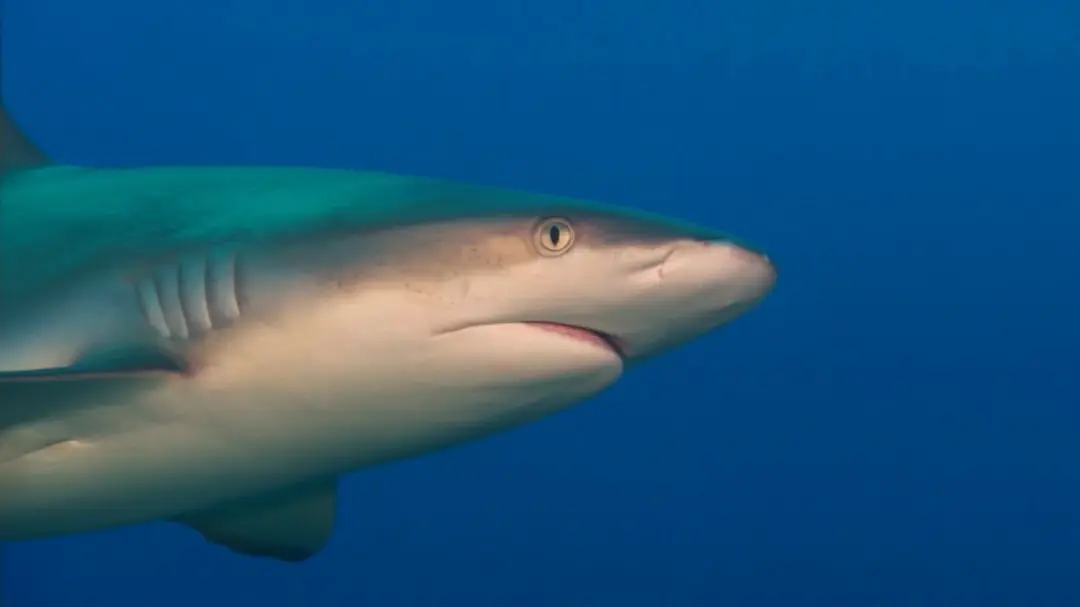 Shark Beauty Expands LED Technology to Full-Body Treatment With CryoGlow Clinic
